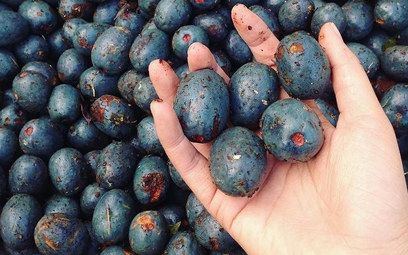 Ký ức tuổi thơ với trái cọ