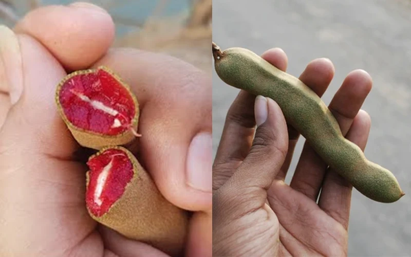 Nguồn gốc của giống me ruột đỏ