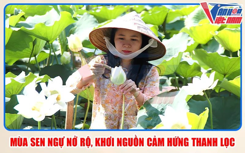 Mùa Sen Ngự Nở Rộ, Khơi Nguồn Cảm Hứng Thanh Lọc
