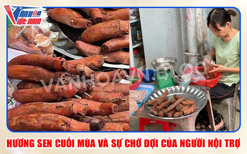 Hương Sen Cuối Mùa và Sự Chờ Đợi Của Người Nội Trợ